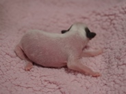 baby welpen